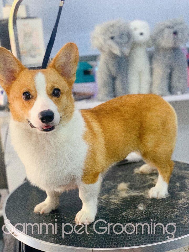 Sammi Pet shop