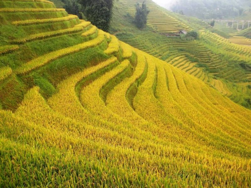 Sapa vào thu với những ruộng bậc thang lúa chín vàng
