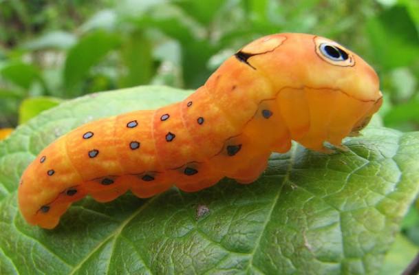 Sâu bướm đuôi nhạn Spicebush