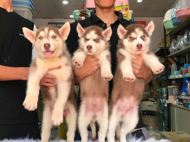 ﻿S&C DOG SHOP