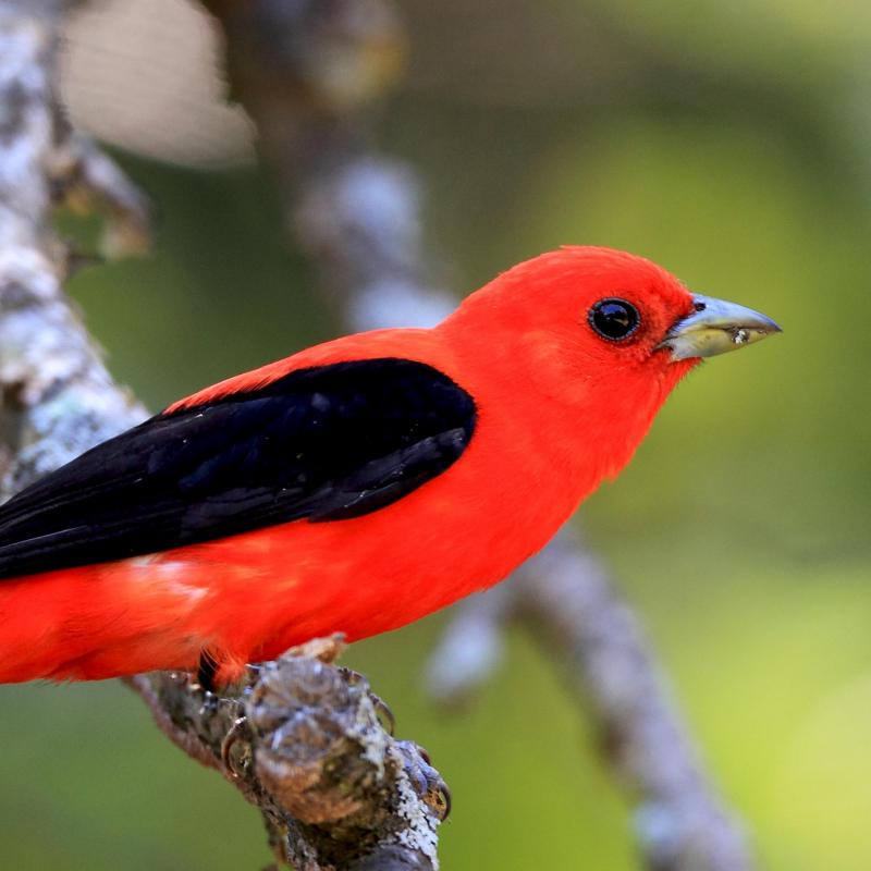 Chim Scarlet Tanager