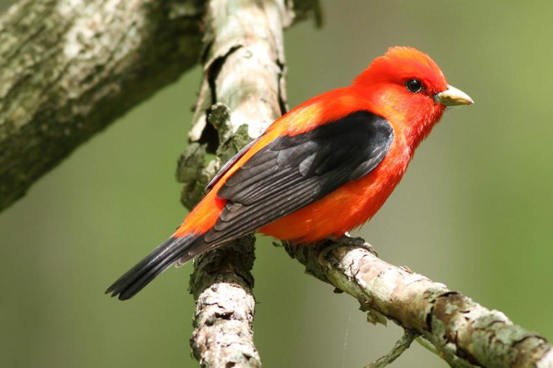 Chim Scarlet Tanager