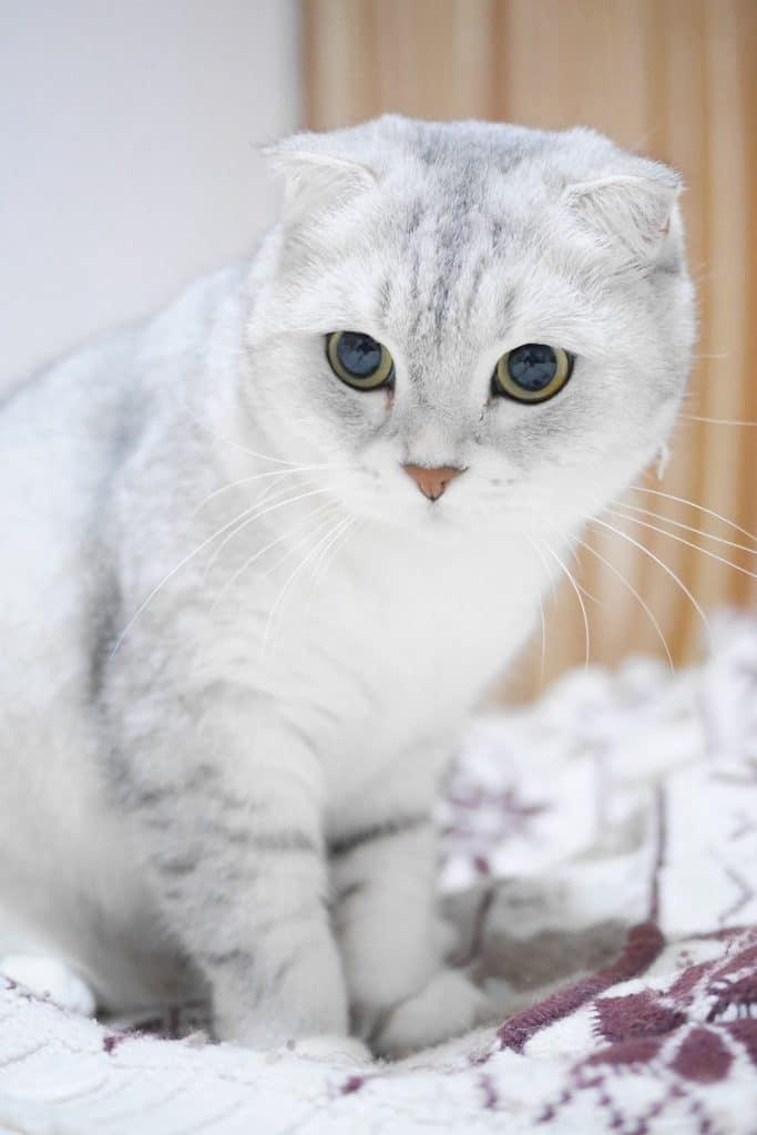 ﻿﻿Mèo Scottish Fold là một giống mèo khá thông minh