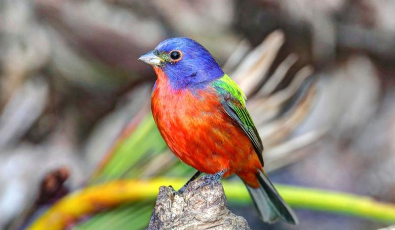 Sẻ đất màu (Pesserina ciris)
