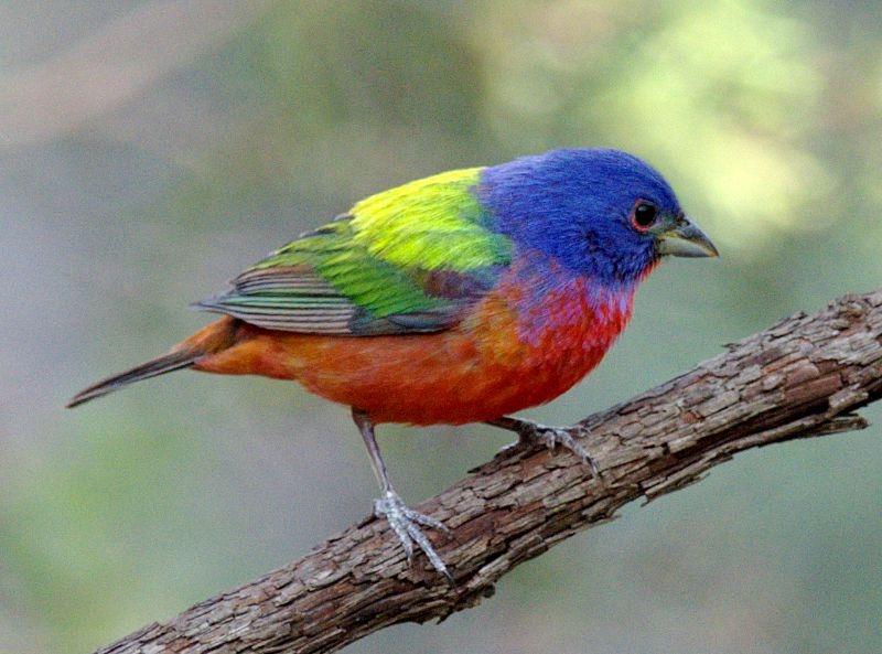 Sẻ đất màu (Pesserina ciris)