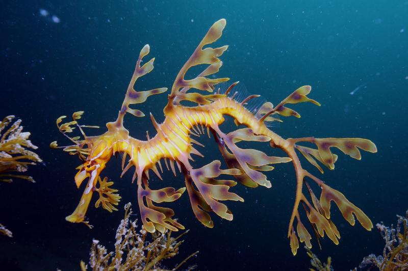 Seadragon lá