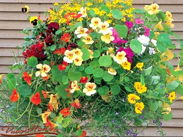 Hoa sen cạn cũng giúp bạn xua đuổi lũ muỗi đang vo ve trong nhà một cách đáng kể.