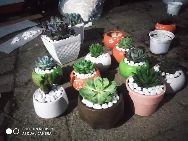 Sen đá – Bonsai Mini