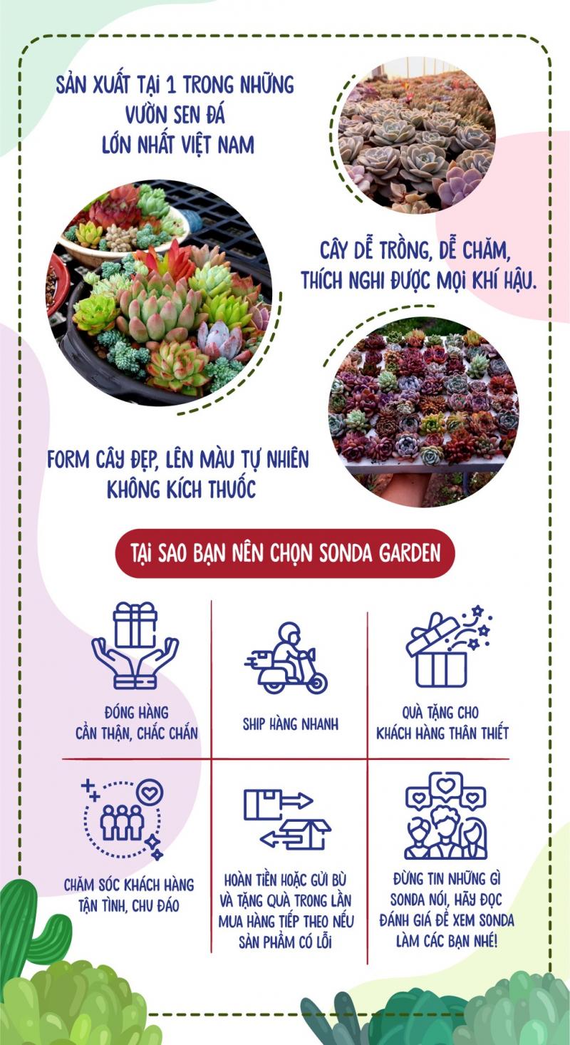 Sen đá mini trồng chậu xẻ SONDA GARDEN