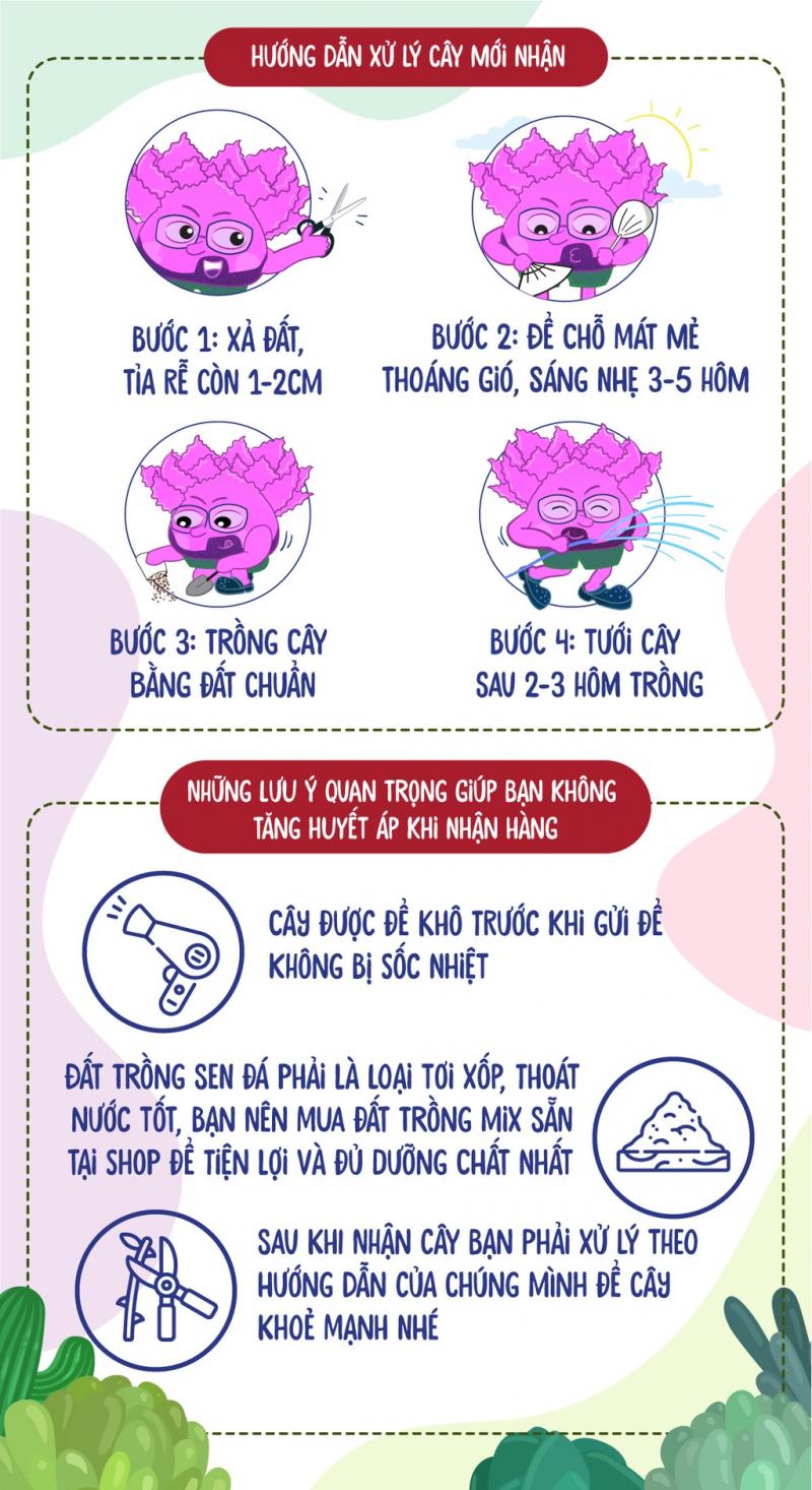 Sen đá mini trồng chậu xẻ SONDA GARDEN
