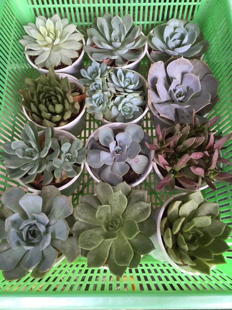 Sen Đá Xứ Nẫu Quy Nhơn
