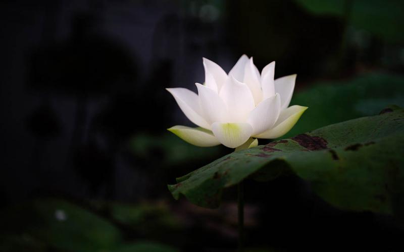 Sen Trắng - Nguyên Đỗ