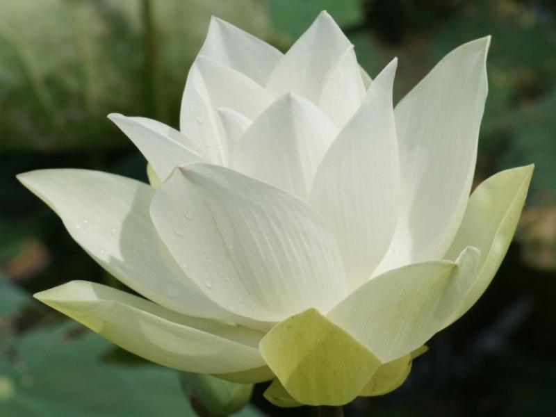 Sen trắng – Xuân Hoàng
