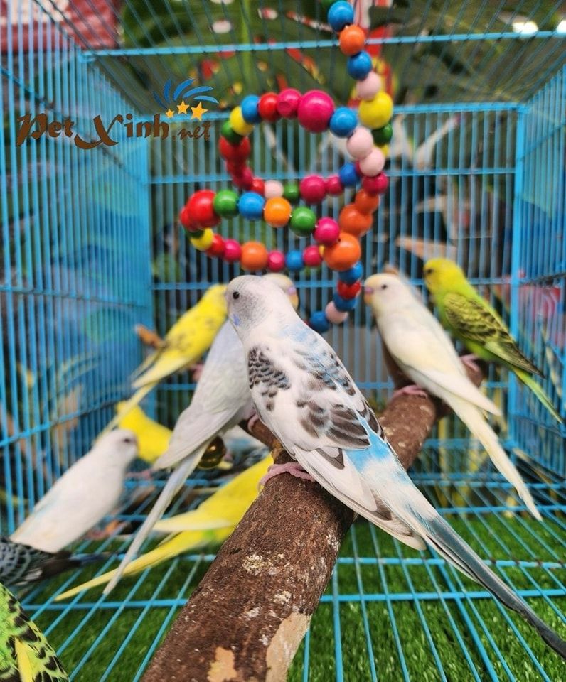 Shop bán phụ kiện cho thú cưng PetXinh