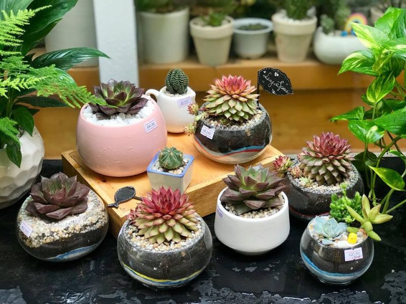 Shop Cây Cảnh Phong Thủy Nam Định