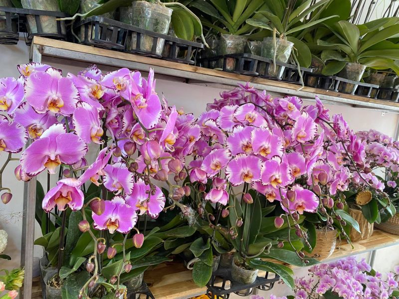 Shop hoa 69