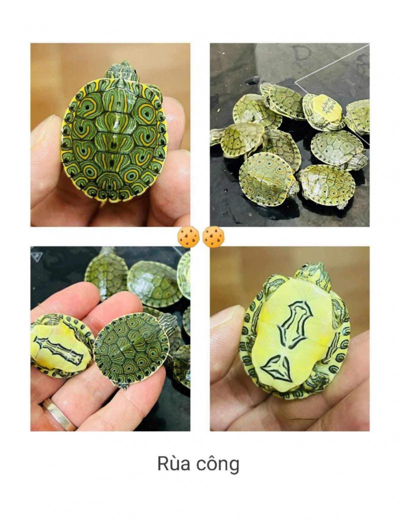 Shop rùa cảnh Cookie