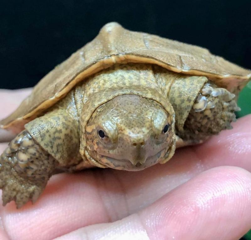 Shop Rùa Cảnh - Turtle Services