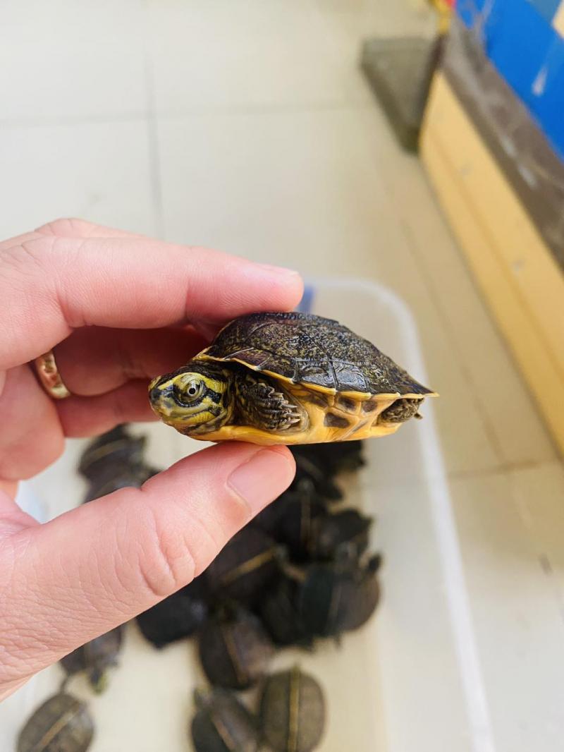 Shop Rùa Cảnh - Turtle Services