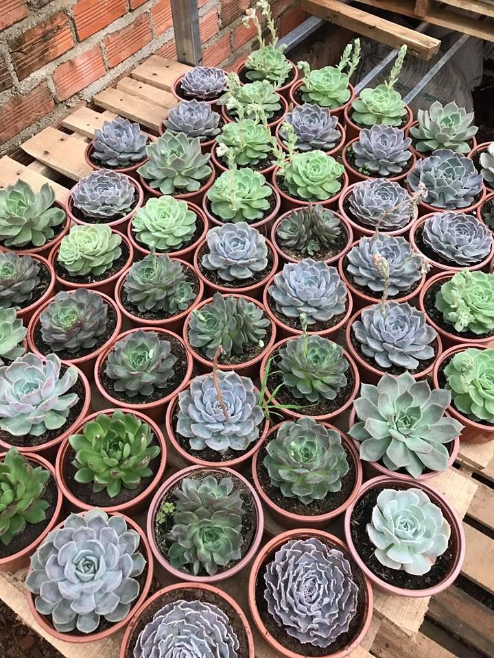 Shop sen đá cây cảnh Hà Tĩnh