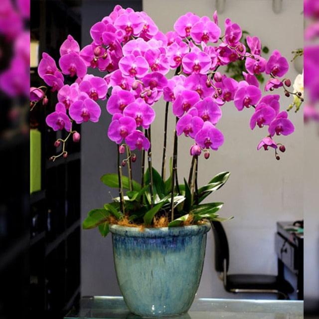 Shop Thế Giới Cây Và Hoa