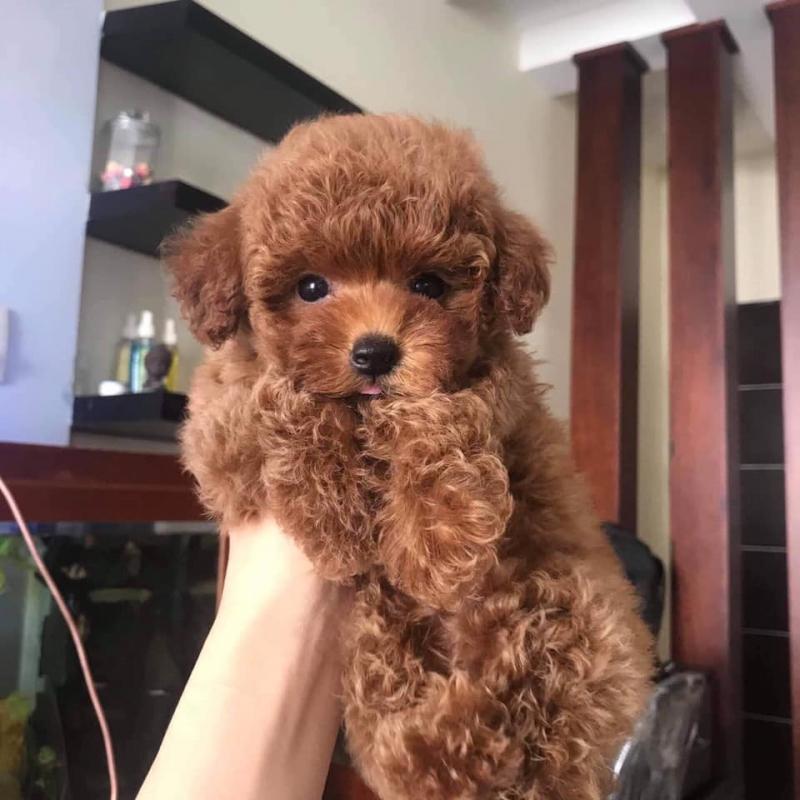 Oliver pet family - spa & pet shop