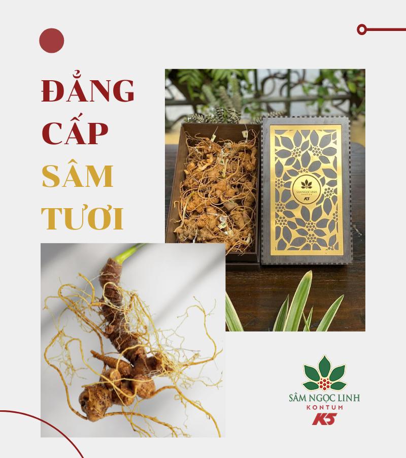 Showroom Sâm Ngọc Linh Kon Tum K5