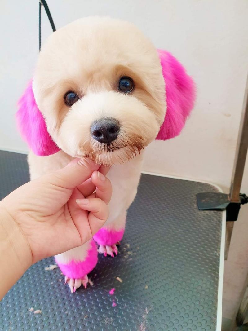 Siêu thị thú cưng