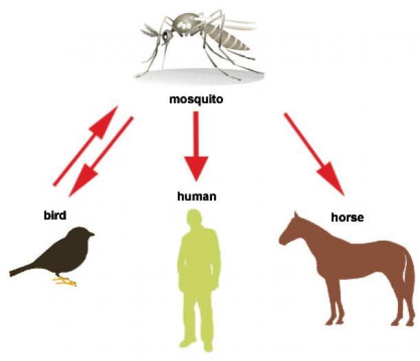 Siêu vi trùng West Nile - Nguồn Internet