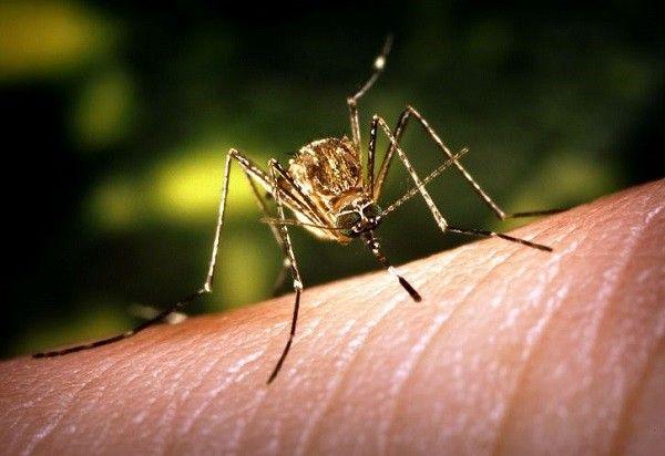 Siêu vi trùng West Nile