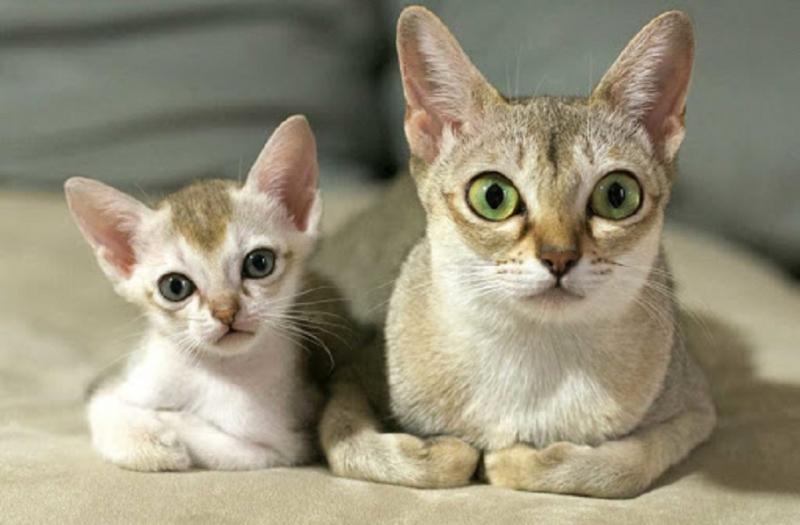 Đây là giống mèo lông ngắn