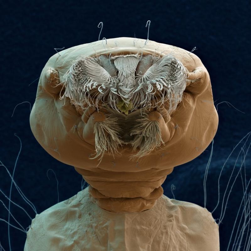 Sâu bướm xanh Polyommatus icarus