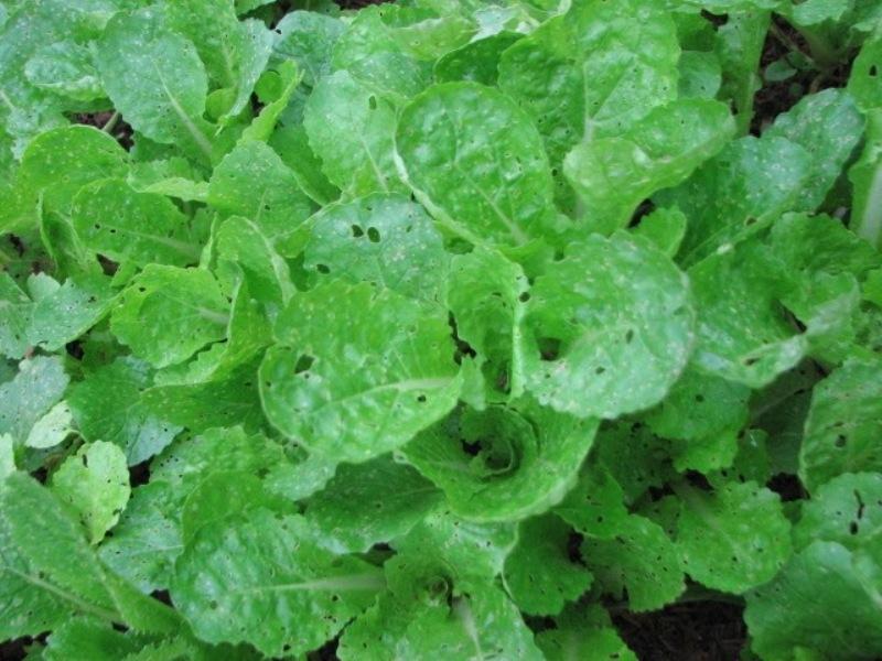 Những cây có sâu bò vào ăn lại  tốt...