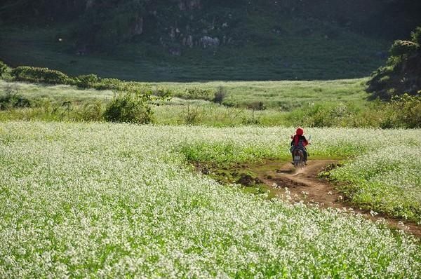 Tam giác mạch Mộc Châu đã bắt đầu nở rộ đón khách