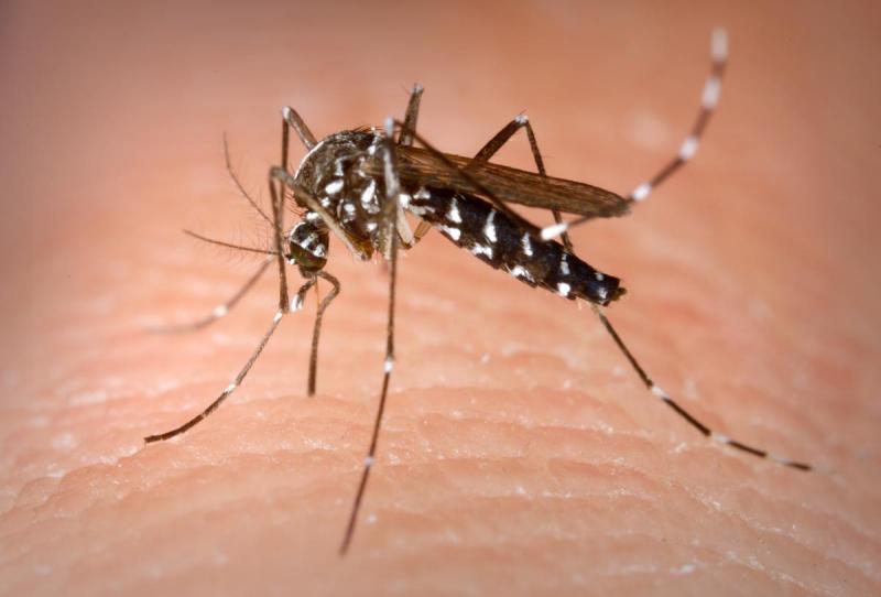 Sốt Chikungunya