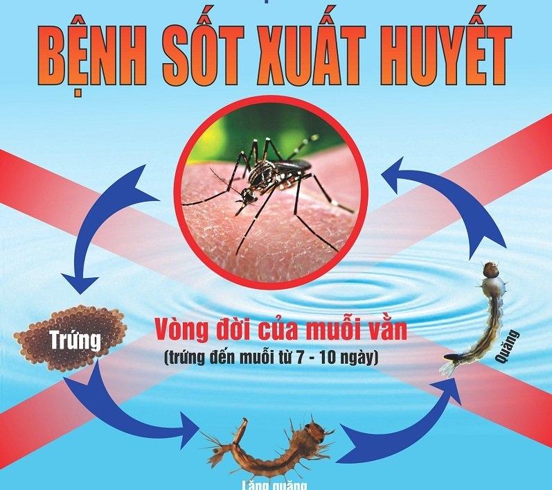 Sốt xuất huyết - Nguồn Internet