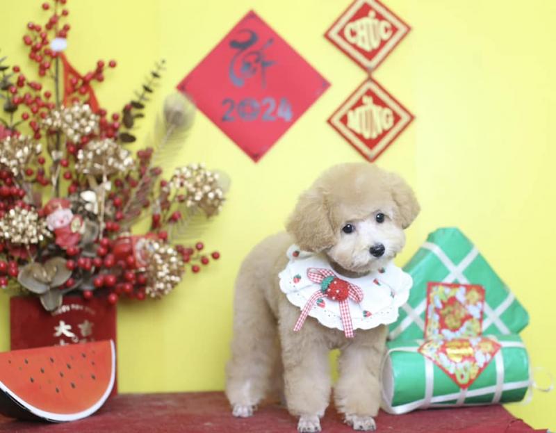 Spa & Grooming & Hotel - Pet Smile