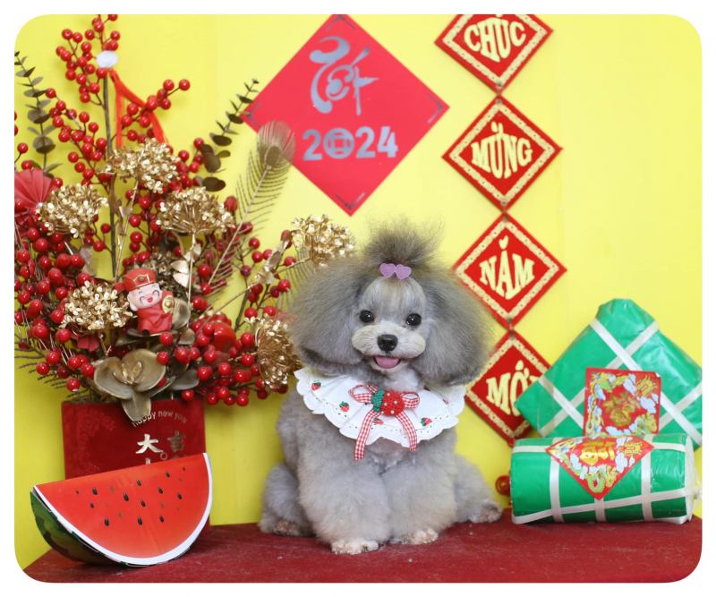 Spa & Grooming & Hotel - Pet Smile