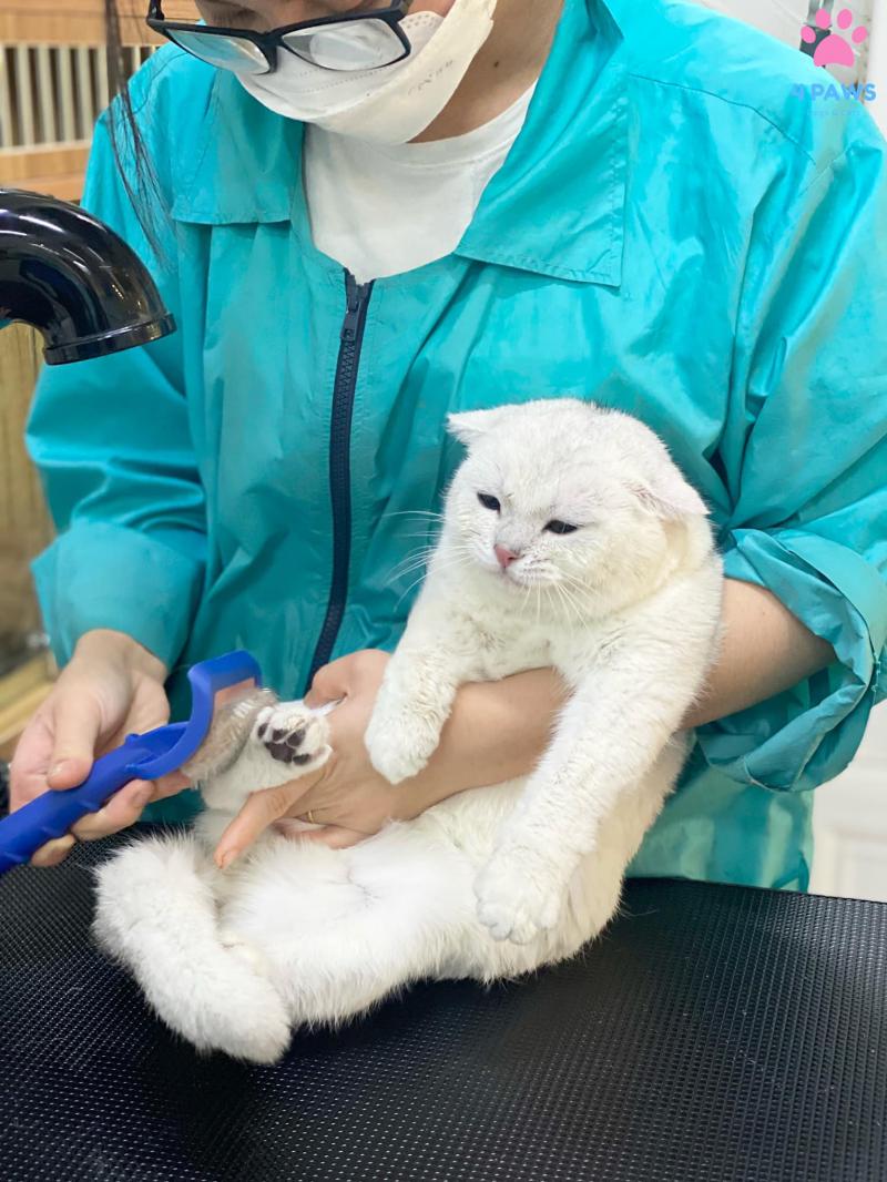 Spa Chó Mèo - Fourpaws