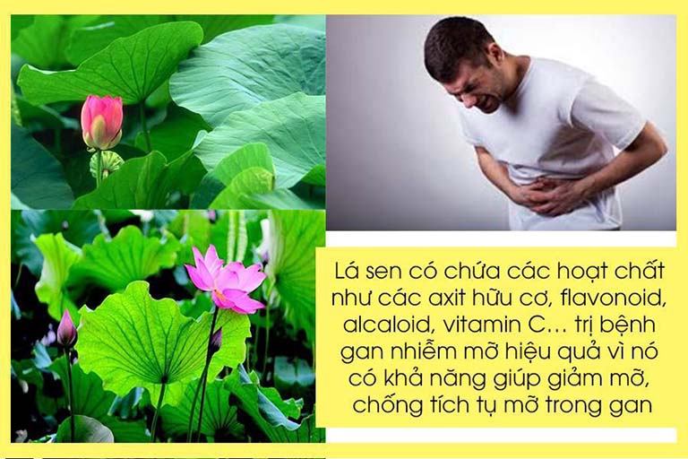 Sử dụng lá sen để chữa bệnh gan nhiễm mỡ là một trong những liệu pháp tự nhiên được nhiều người sử dụng để giảm mức độ nhiễm mỡ của gan