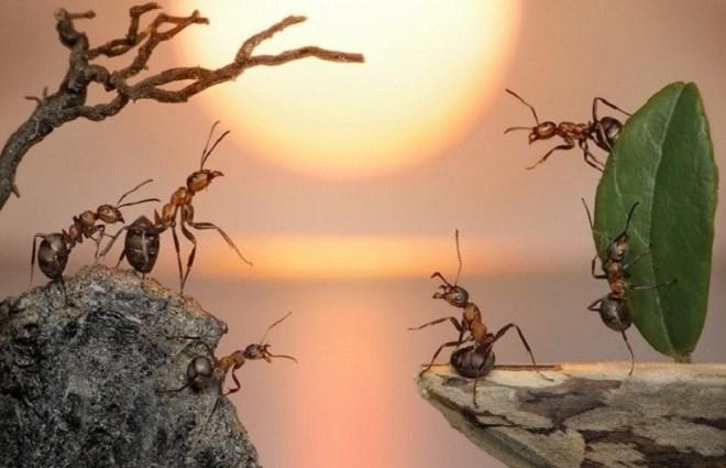 Sự tích con kiến