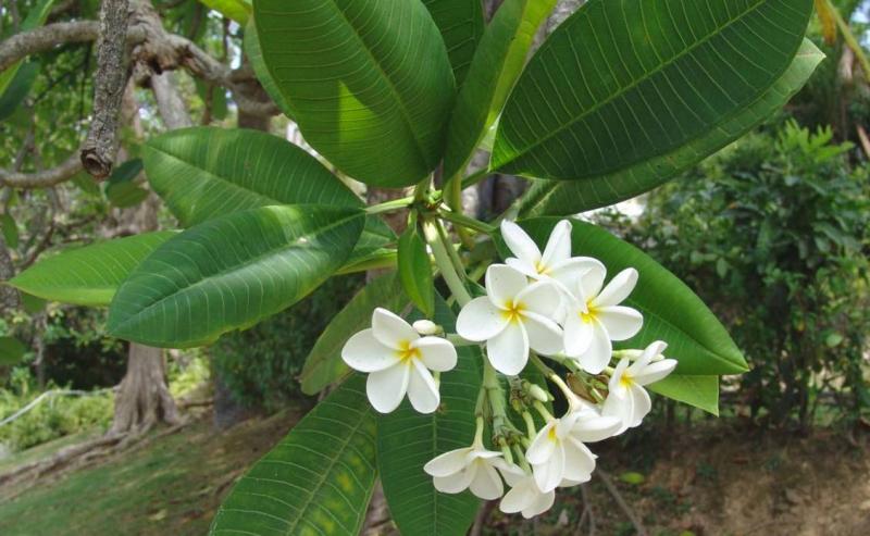 Sự tích hoa đại