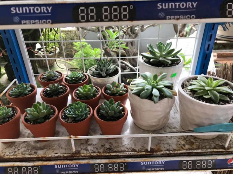 Sun Garden