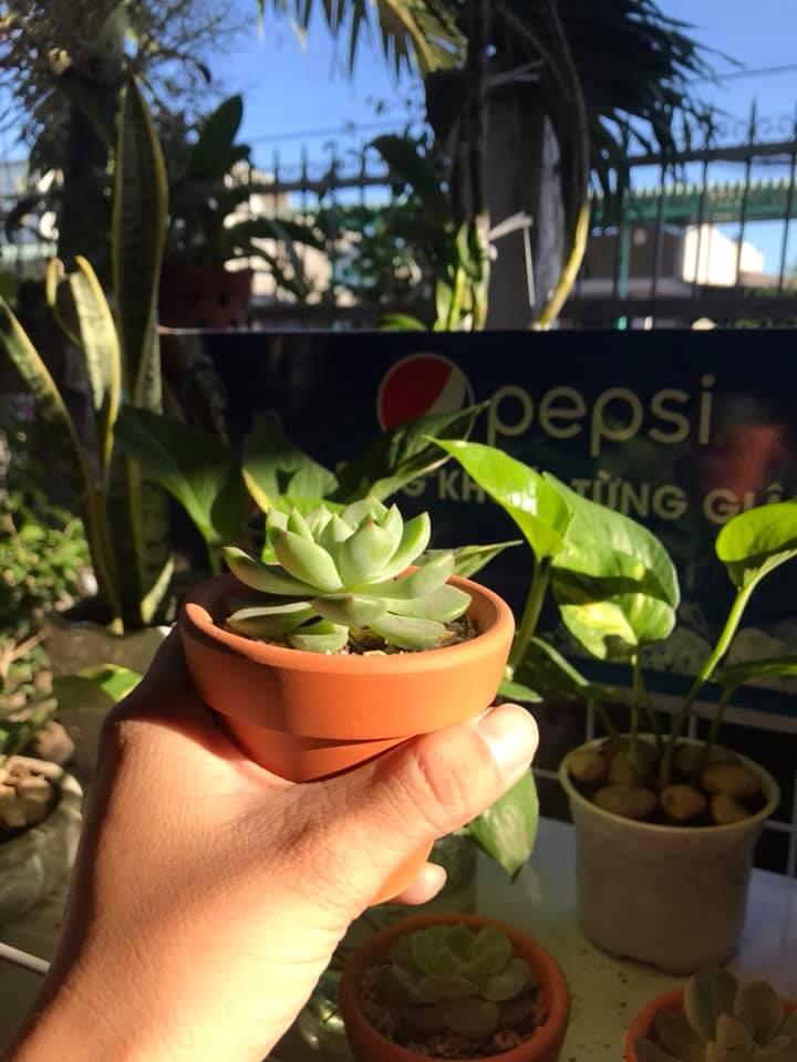 Sun Garden