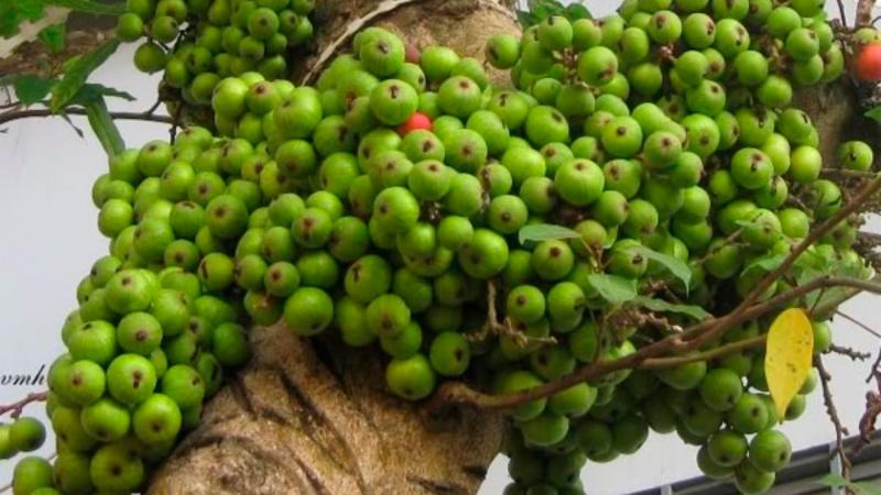 Sung tượng trưng cho sự sung mãn, tròn đầy và tốt cho sức khoẻ
