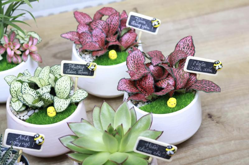 Susu Garden