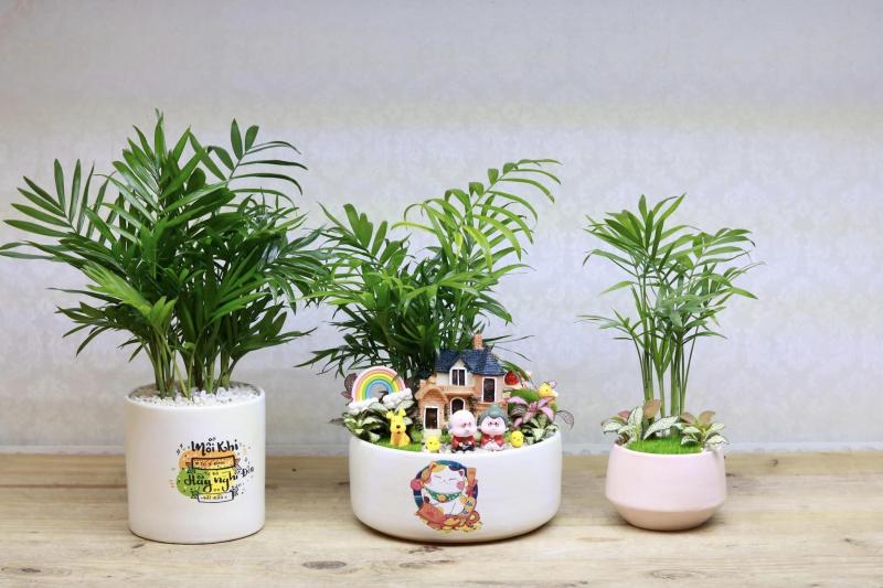 Susu Garden