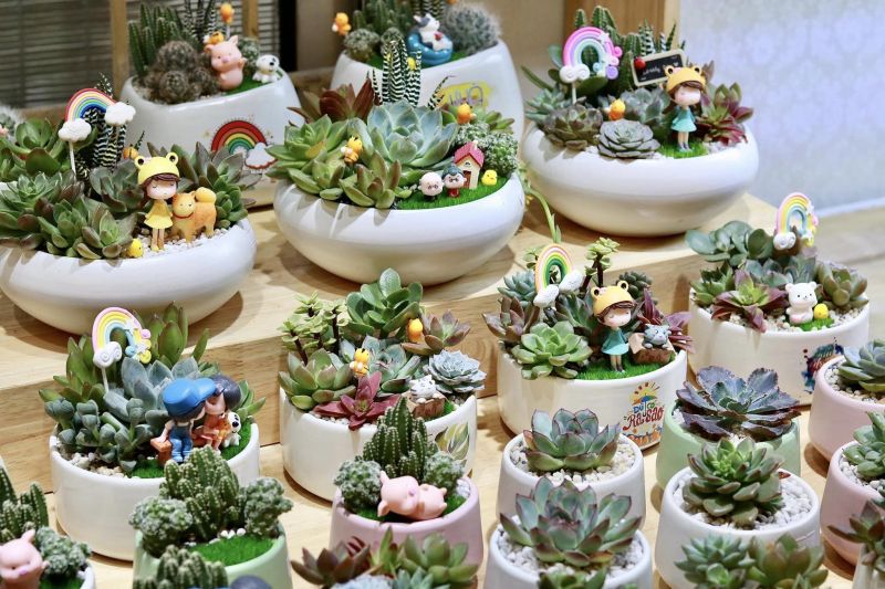 Susu Garden