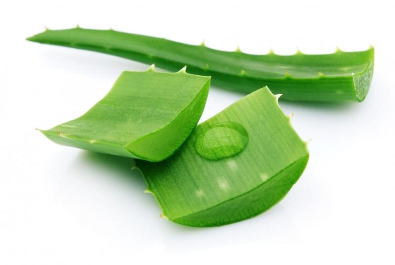 Nha đam trở thành phương thuốc thần thánh chữa nhiều bệnh