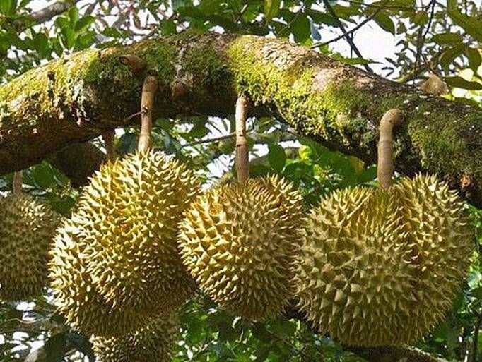 Tai nạn khi bạn đứng cạnh… cây sầu riêng